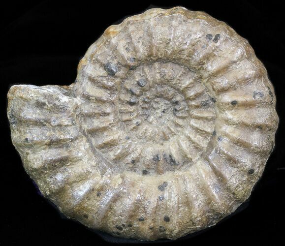 Androgynoceras Ammonite Fossil - England #40606